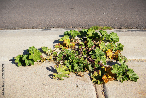 Foto Cheeseweed or common little Mallow genus Malva Neglecta with lushly green nearly