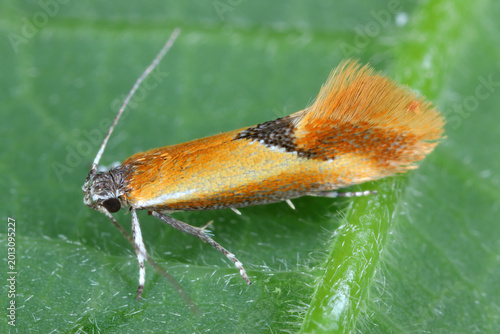 Foto Batia lunaris, the lesser tawny crescent, is a species of gelechioid moth