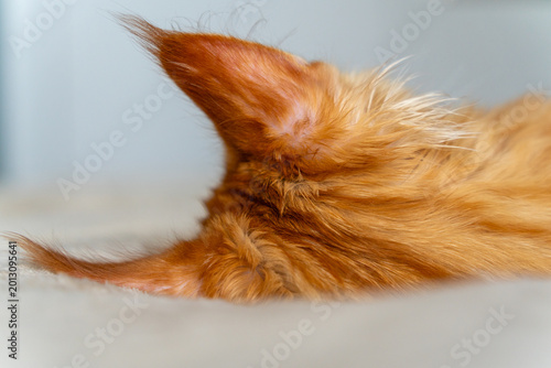 Close-up of a fluffy ginger Maine Coon kitten's ear and tail
