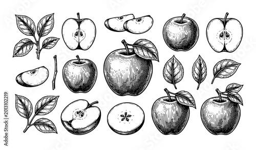 Obraz na płótnie Botanical apple line art set vintage fruit vector illustration isolated on white