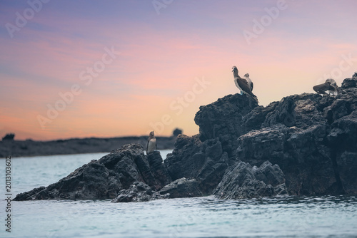 pinguino of sea Galápagos Island
