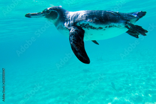 Galapagos penguin swimming underwater. Galagapos, Ecuador