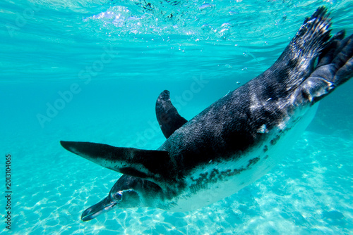 Galapagos penguin swimming underwater. Galagapos, Ecuador