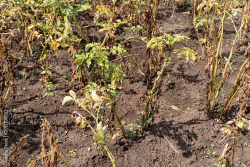 Cuadro en lienzo Potato plants in a field suffering from blight, a common plant disease causing s