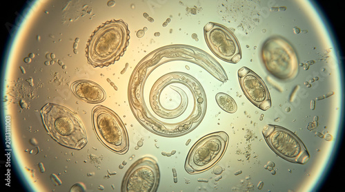 Microscopic View of Parasites and Helminth Eggs in Medical Laboratory Analysis