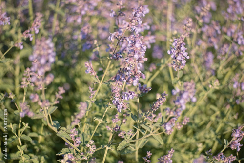 Field of blooming catmint flowers in warm golden sunlight