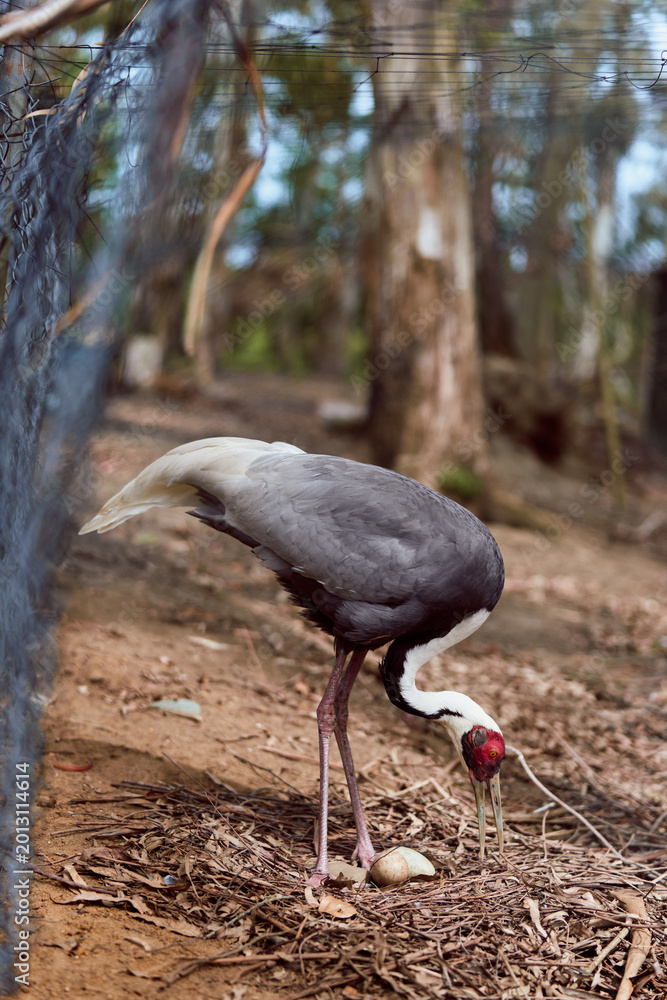 Fototapeta premium Crane bird near eggs in nest on ground by fence, adult bird tending two eggs in natural forest habitat with leaf litter and trees, wildlife behavior and nesting scene