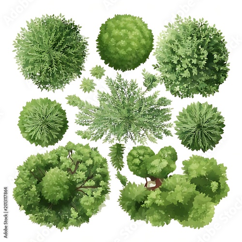 Overhead view of various green trees and plants