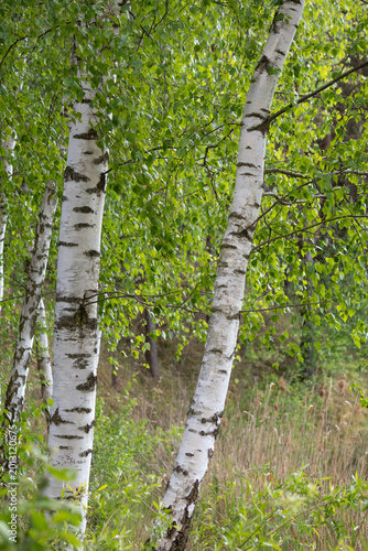 Close Up of Natural White Birch Bark Texture with Black Markings