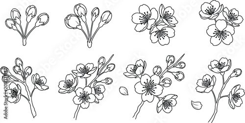 Collection of hand drawn cherry blossom sprigs with botanical illustration delicate collection decoration arrangement