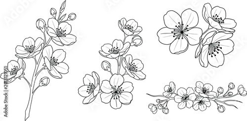 Assortment of stylized cherry blossom sprigs with hand drawn botanical illustration delicate collection decoration