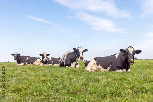 Foto Four cows lying down, ruminating cozy on row in the green pasture, relaxed and h