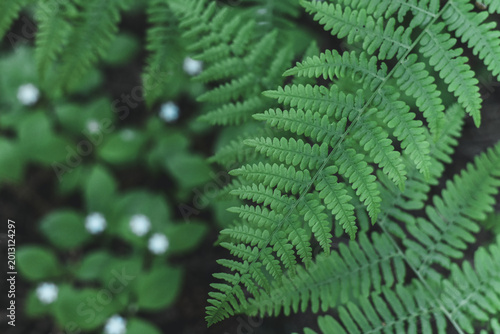 Принти на полотні Bracken Fern (Pteridium aquilinum) Leaves