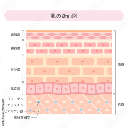 Foto 肌の断面図と皮膚構造の解説イラスト・表皮と真皮のスキンケア基礎知識