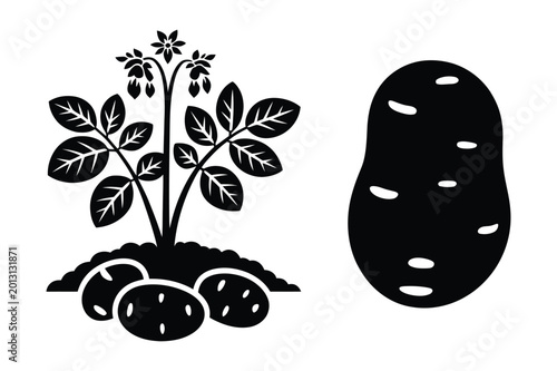Foto Potato plant with potatoes and single potato silhouette vegetable agriculture