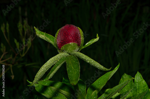 Schöne große Pfingstrosenblüte als Knospe