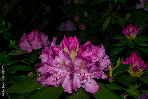 Wunderschöne Lilafarbene Rhododendronblüten