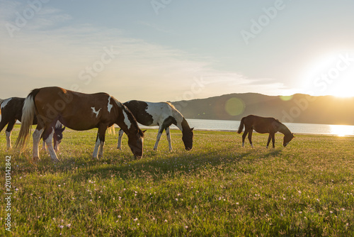 Wild horses in Córdoba, Argentina