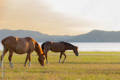 Wild horses in Córdoba, Argentina