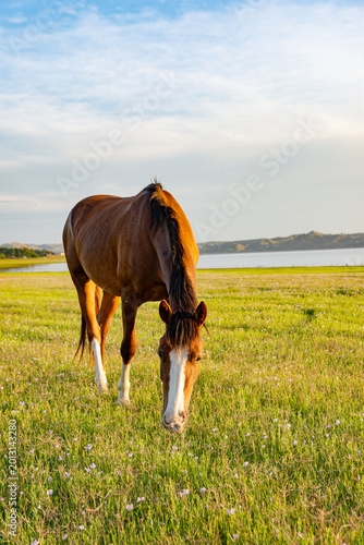 Wild horses in Córdoba, Argentina