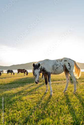 Wild horses in Córdoba, Argentina