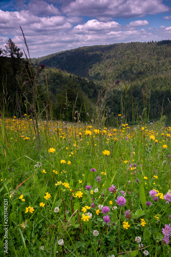Wildflower meadow in the Beskid Sadecki mountains near Jaworzyna Krynicka, Poland.