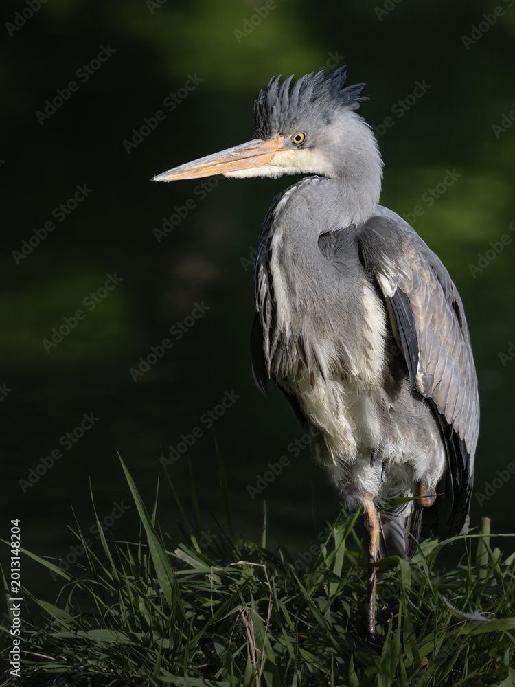 Fototapeta premium Grey heron standing on grass with raised leg near water, detailed wildlife portrait in natural habitat.