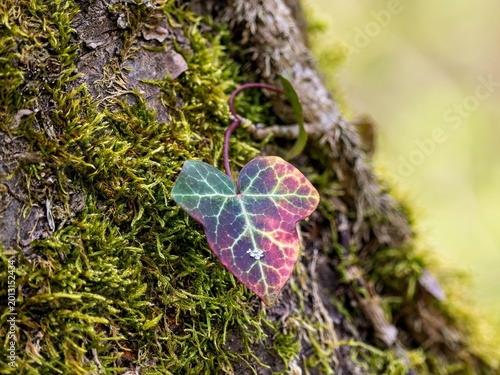 Cuadro en lienzo red-green cloverleaf on a tree