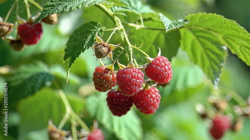 Ripe Red Raspberries Hanging on a Bush in Sunlight.