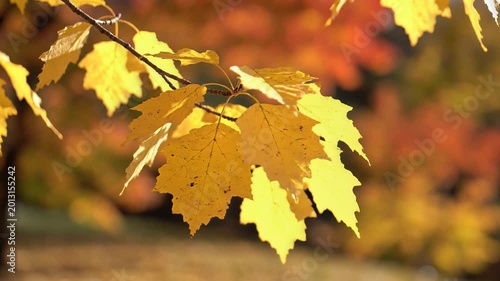 Golden Autumn Maple Leaves Gently Swaying in the Breeze.