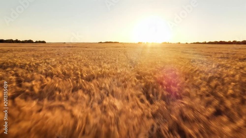 Golden Wheat Field at Sunset with Sun Flares.