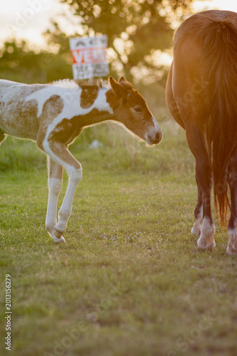 A young uncastrated male horse with his mother