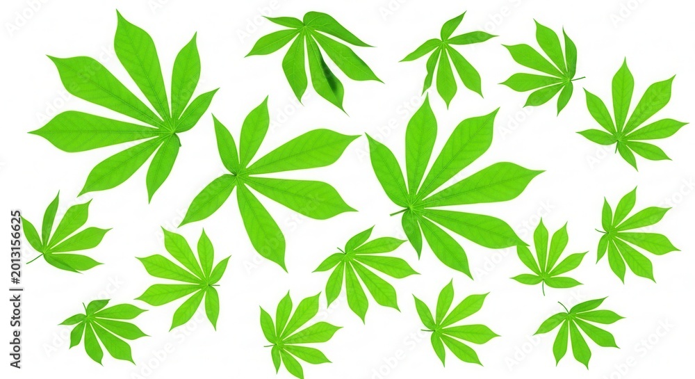 Fototapeta premium Vibrant Green Cassava Leaves Arranged Artistically Against White