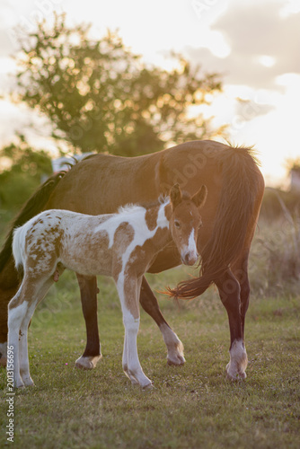 A young uncastrated male horse with his mother