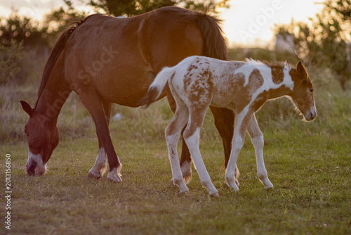 A young uncastrated male horse with his mother