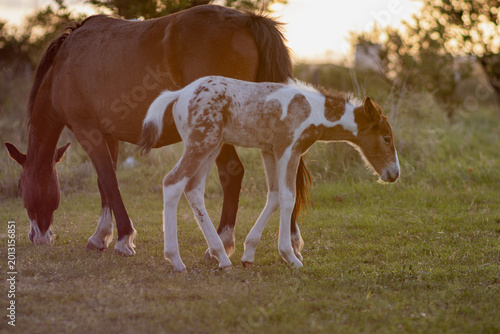 A young uncastrated male horse with his mother
