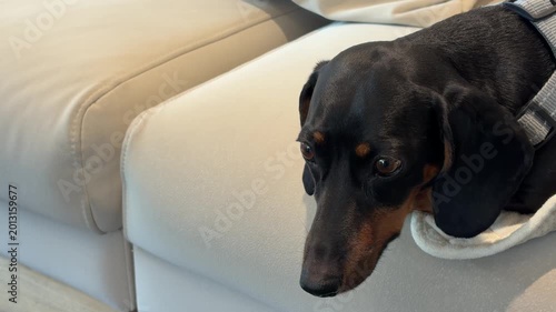 Cute dachshund lying on a couch with its head resting sadly on the cushion while waiting