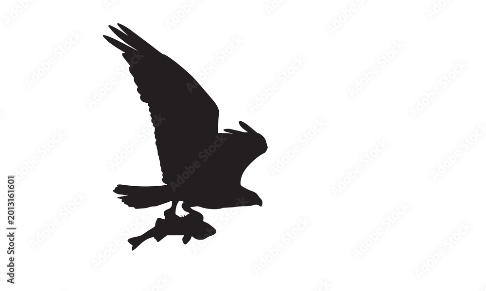 Obraz premium A stunning vector illustration of a fish eagle (Osprey). High-quality graphics ideal for wildlife illustrations, logo designs, and projects featuring birds of prey.