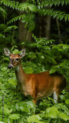 deer in the woods