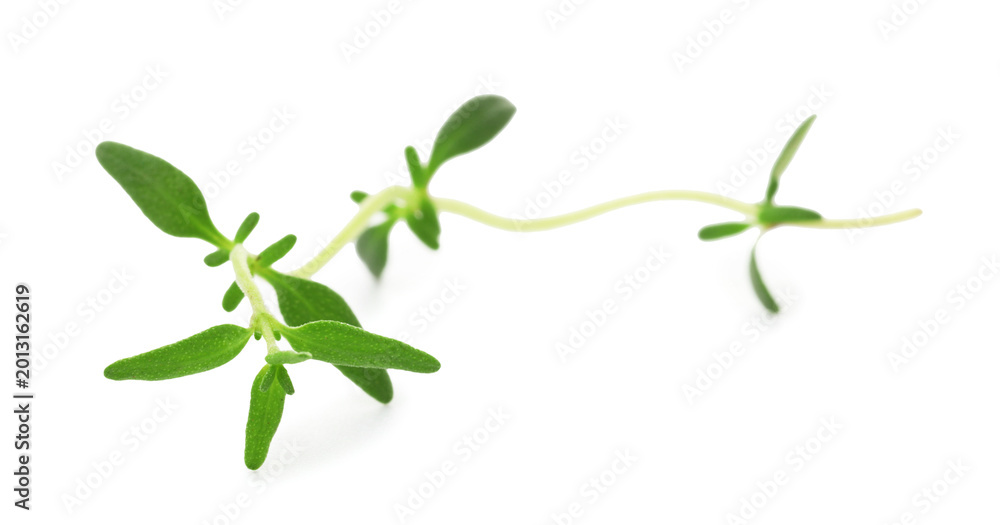 Fototapeta premium Twig of fresh thyme isolated on white