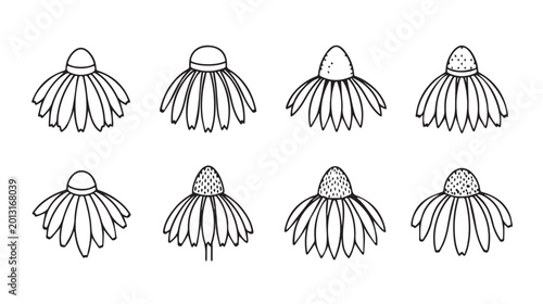 Eight diverse Echinacea flower heads in a clean line art style on a white background