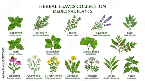 Foto Collection of various medicinal herbal leaves and plants.