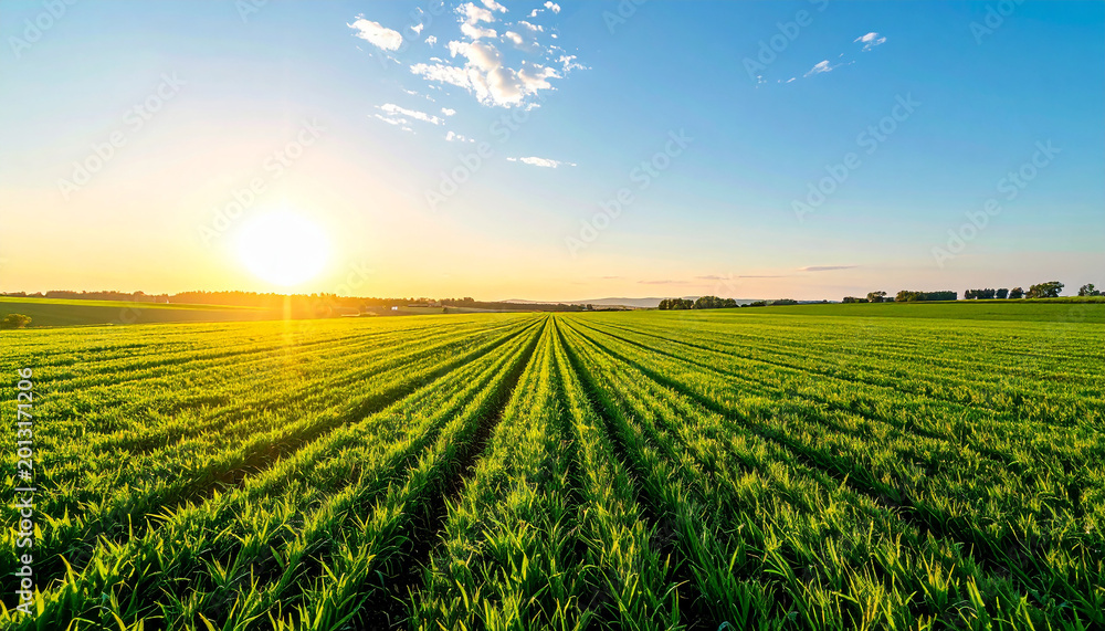 Obraz premium Beautiful golden hour landscape, expansive green plantation field stretching to the horizon under a clear bright blue sky, warm golden sunlight