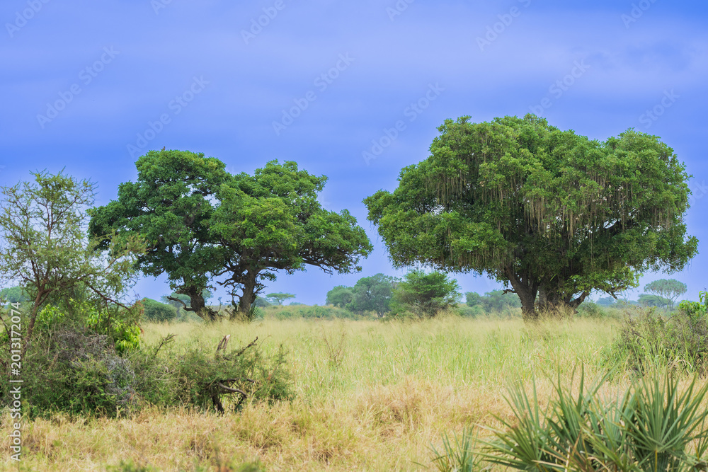 Ταπετσαρία Lush riverine forest with doum palms and acacia trees under a blue sky in Meru National Park, Kenya