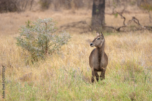 Fotografía Female Waterbuck standing in tall golden grass and dense dry thicket, looking at the camera in a natural African savanna habitat