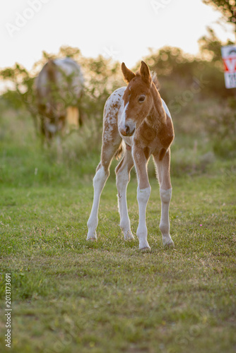 A young wild male horse from Argentina