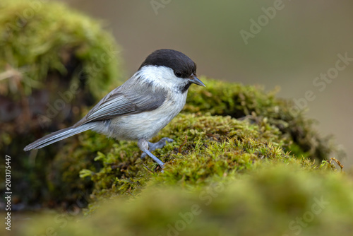 Czarnogłówka (Poecile montanus)