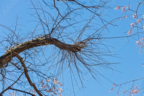 Foto てんぐ巣病の桜の枝
