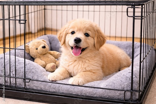 Smiling golden retriever puppy lying on grey cushion in metal crate next to teddy bear toy