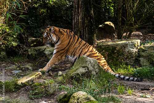 Siberian Tiger Stretching Body Over Mossy Rocks in Natural Forest Setting with Green Vegetation